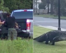 Florida Police Bodycam Shows Woman’s Desperate Fight After 12-Foot Gator Attack—Boyfriend’s ‘Please Hurry’ Plea Ends in Tragedy