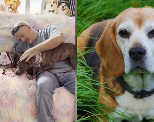 Florida Man Takes 1,000-Mile Journey to Reunite with Late Father’s Beloved Beagle—‘I Saw Those Eyes’