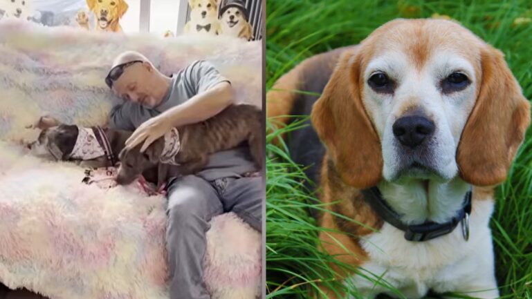 Emotional reunion between Florida man and late father's beagle leaves internet in tears