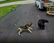 Connecticut Dad Had No Idea About 6-Year-Old’s Bear Encounter—Security Cam Shows How an Unexpected ‘Vicious’ Hero Saved Him
