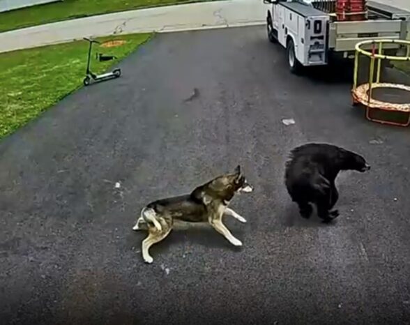 Connecticut Dad Had No Idea About 6-Year-Old’s Bear Encounter—Security Cam Shows How an Unexpected ‘Vicious’ Hero Saved Him