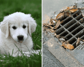 Indiana Police Bodycam Shows Cop Rappels Into Storm Drain to Rescue Trapped Dog—’She Couldn’t Get…’