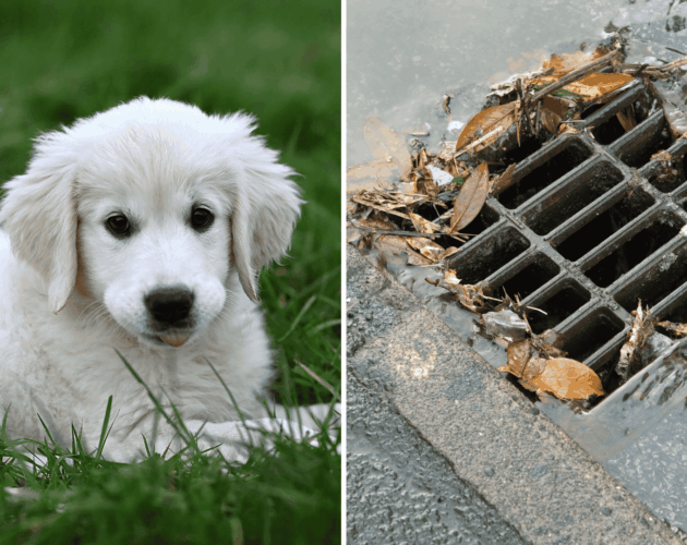 Indiana Police Bodycam Shows Cop Rappels Into Storm Drain to Rescue Trapped Dog—’She Couldn’t Get…’