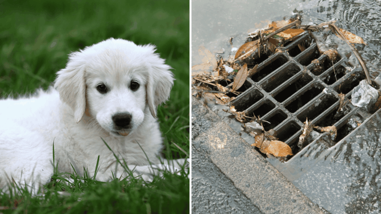 Indiana Sergeant Risks Confined Storm Drain Rescue for Trapped Dog