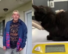Florida Dad Charged With Animal Cruelty After Daughter Reveals He Killed Kittens Every Time She ‘Acted Up’—’What About Charges for…’