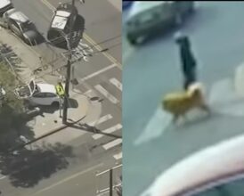 California Woman Walking Her Dog Is Critically Hurt After 2 Young Brothers Take Parents’ Car—Witness Recalls ‘Tragic’ Joyride Ending